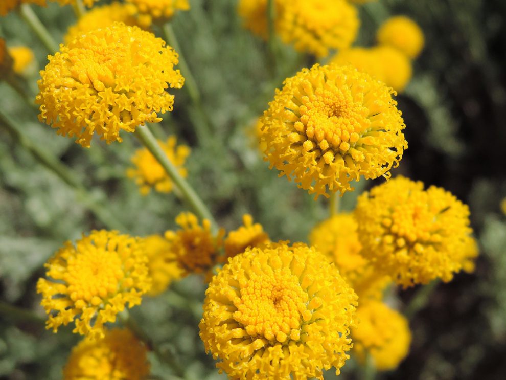 SANTOLINA EN COSMÉTICA