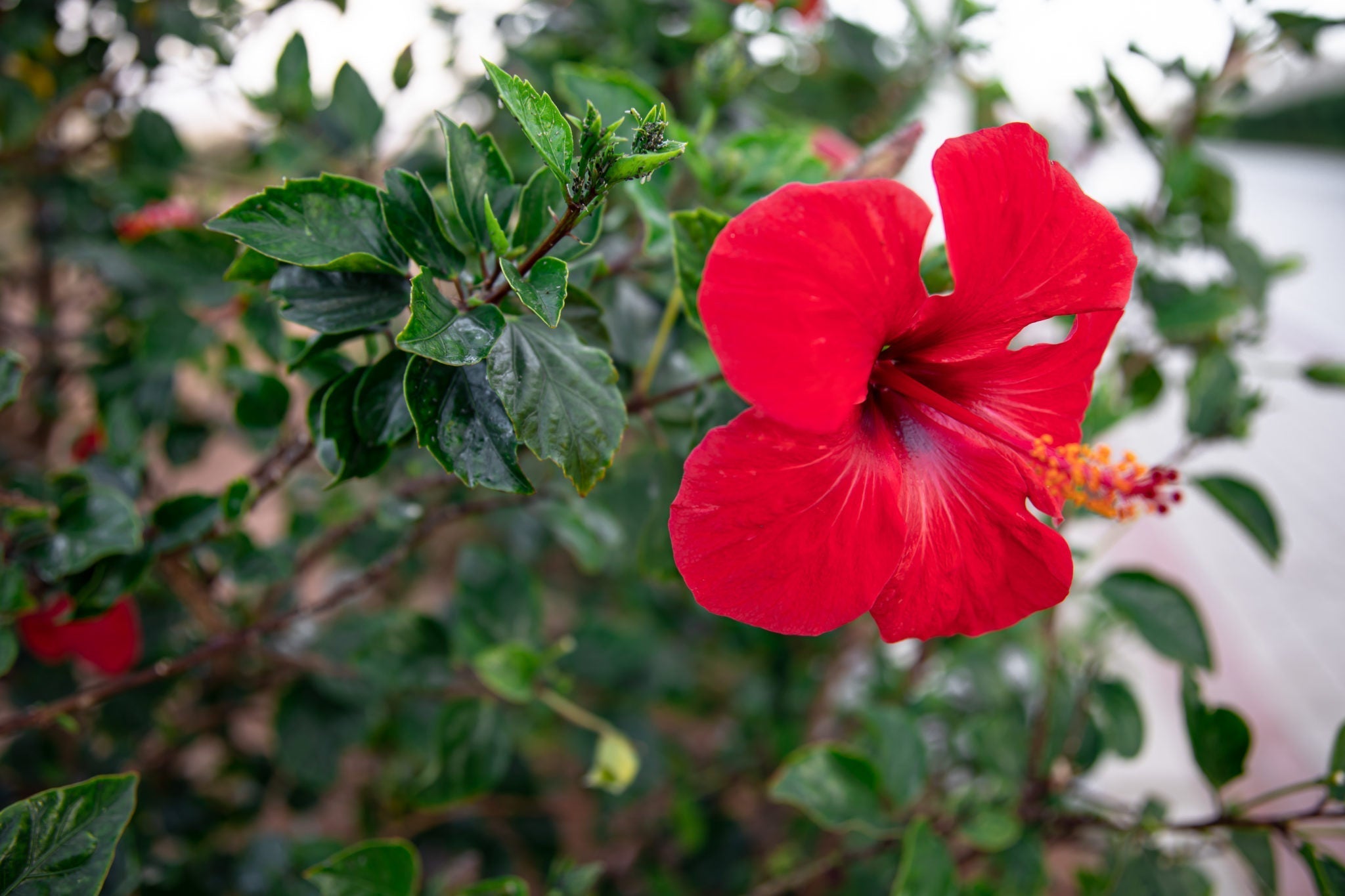 HIBISCO COMO INGREDIENTE