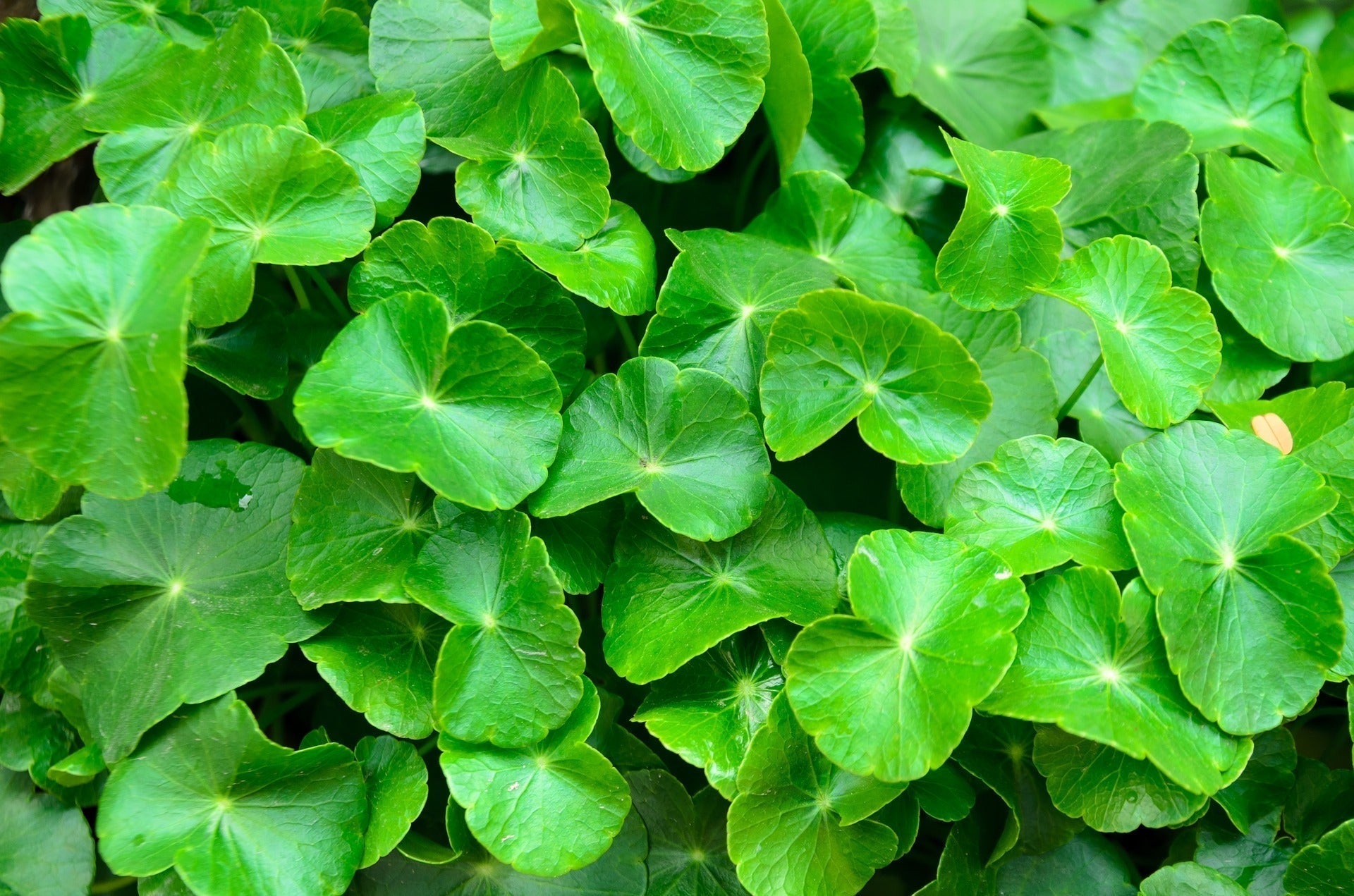 Propiedades de la Centella asiática en Cosmética