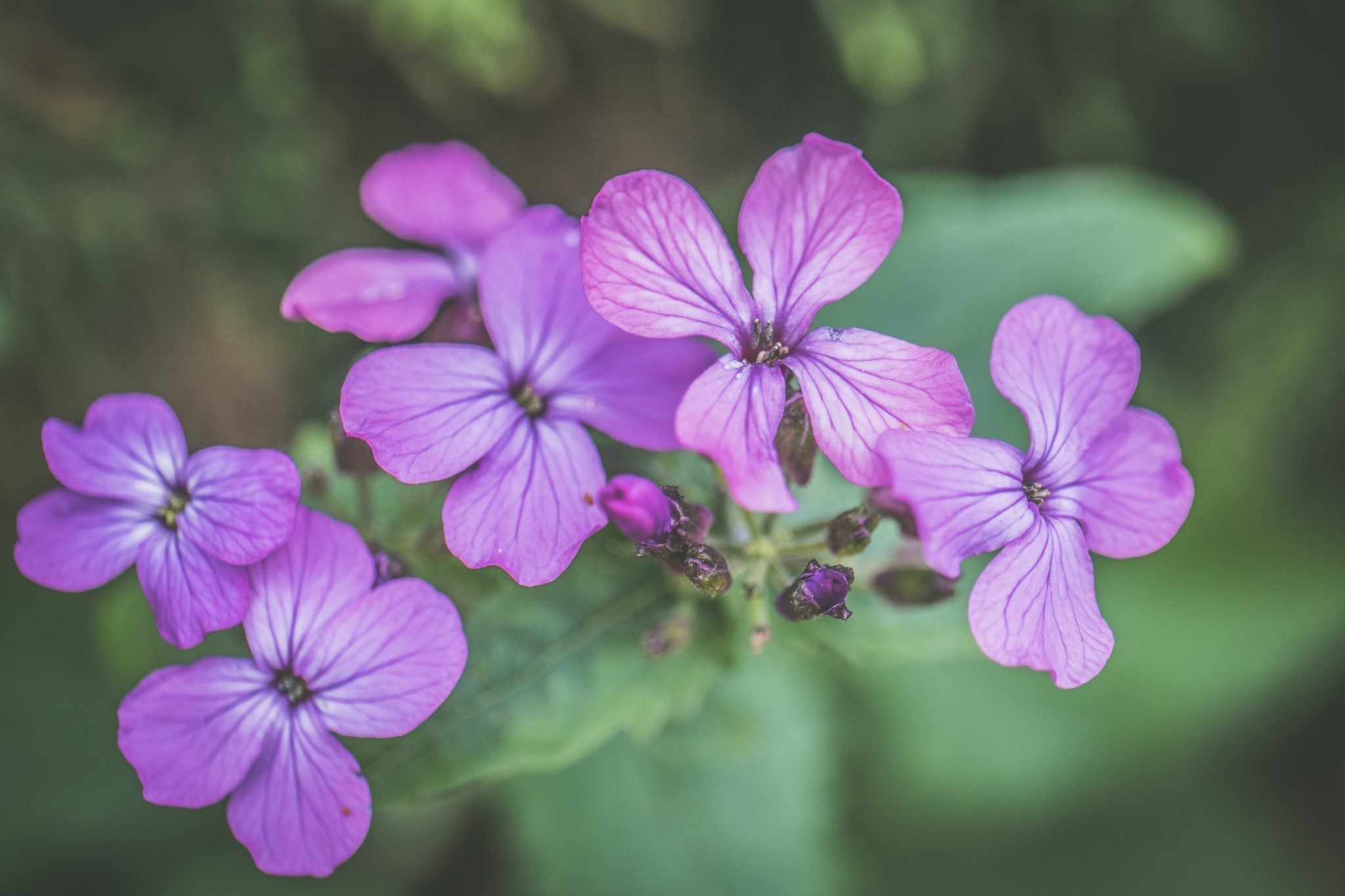 LA MALVA EN COSMÉTICA