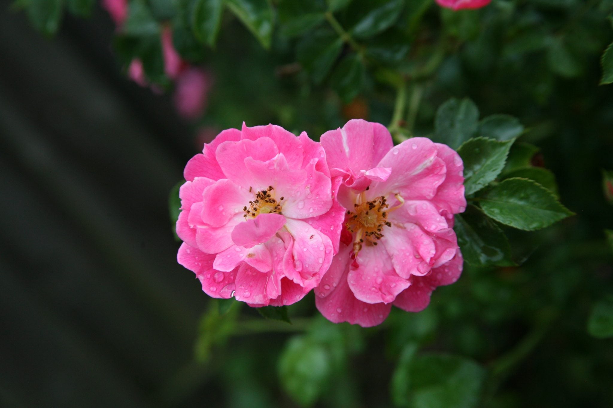 LA ROSA DAMASCENA