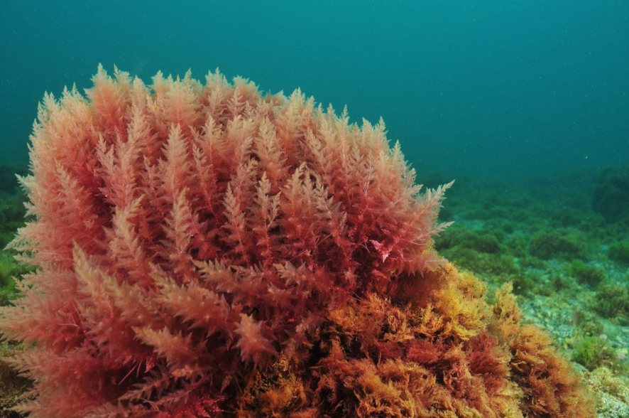 ALGA ROJA: UNA JOYA DE LA NATURALEZA
